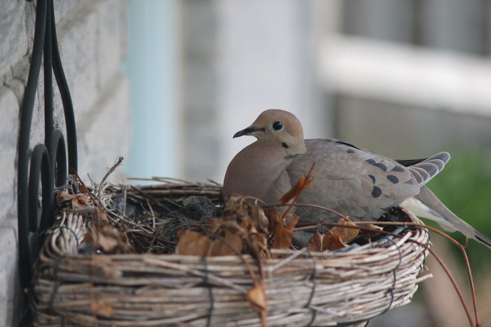 Canon EOS 600D (Rebel EOS T3i / EOS Kiss X5) + Canon EF-S 55-250mm F4-5.6 IS sample photo. Pigeon, bird, nest photography