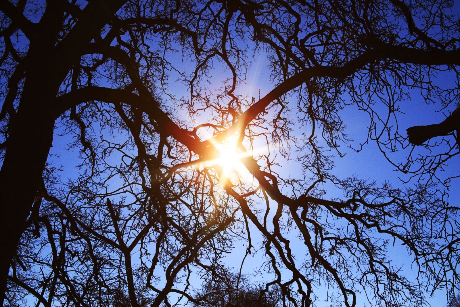 Canon EOS 5D Mark II sample photo. Sunlight, sun, sky photography