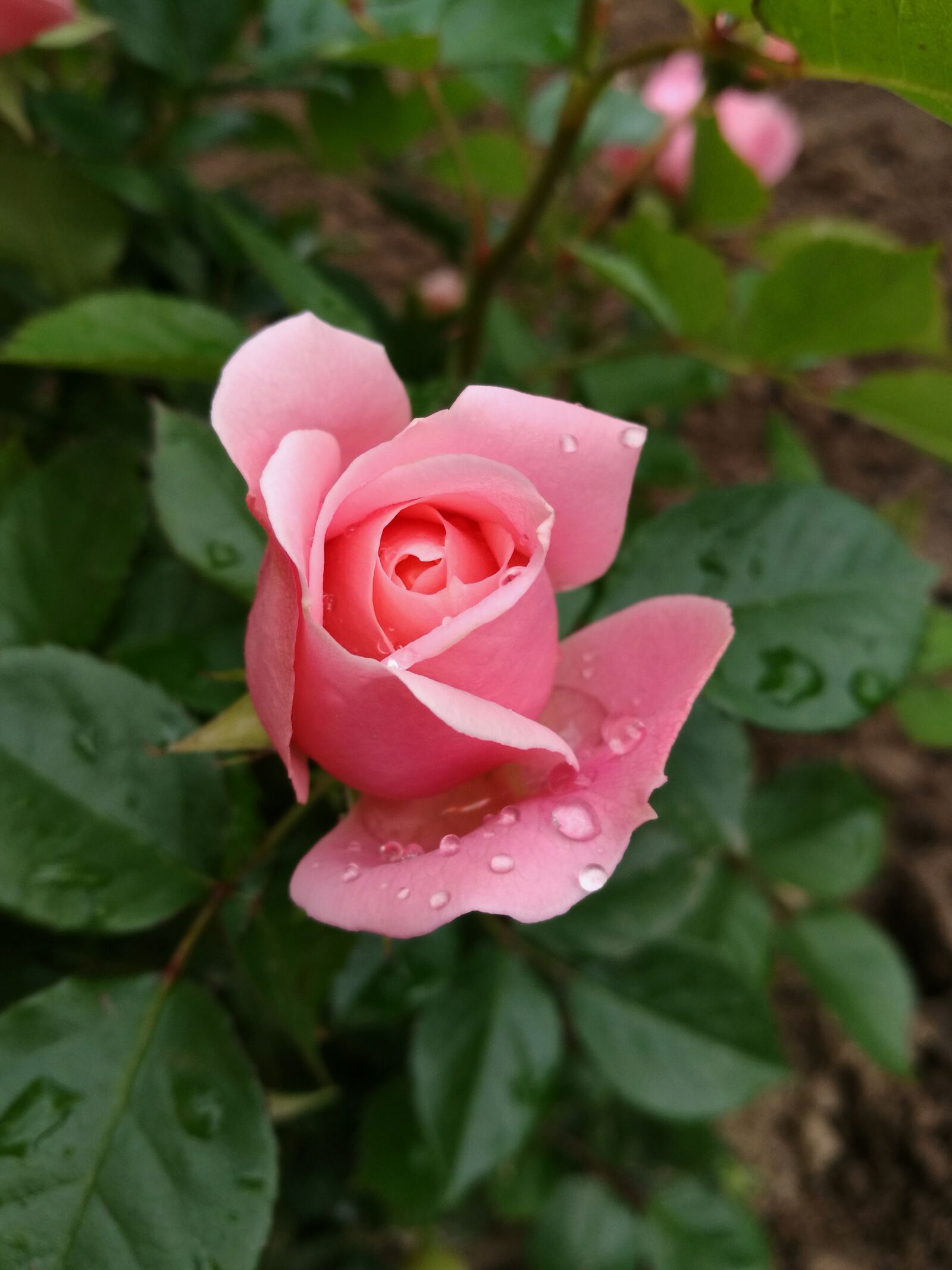 HUAWEI P9 sample photo. Rose, macro, bud photography