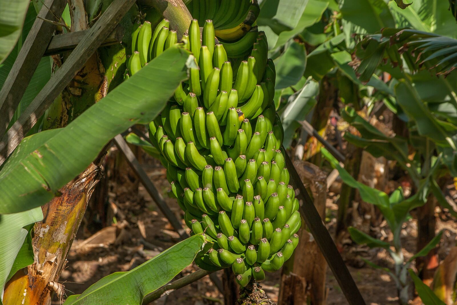 Pentax K10D sample photo. Banana, bananas, tropical photography