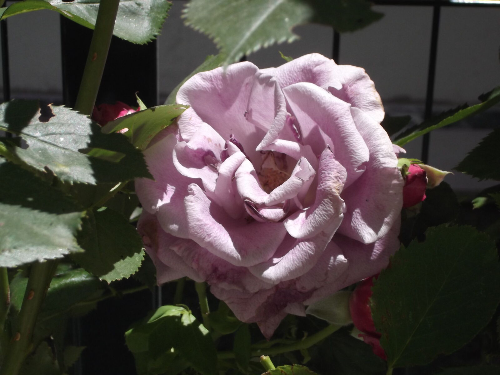 Fujifilm FinePix AV150 sample photo