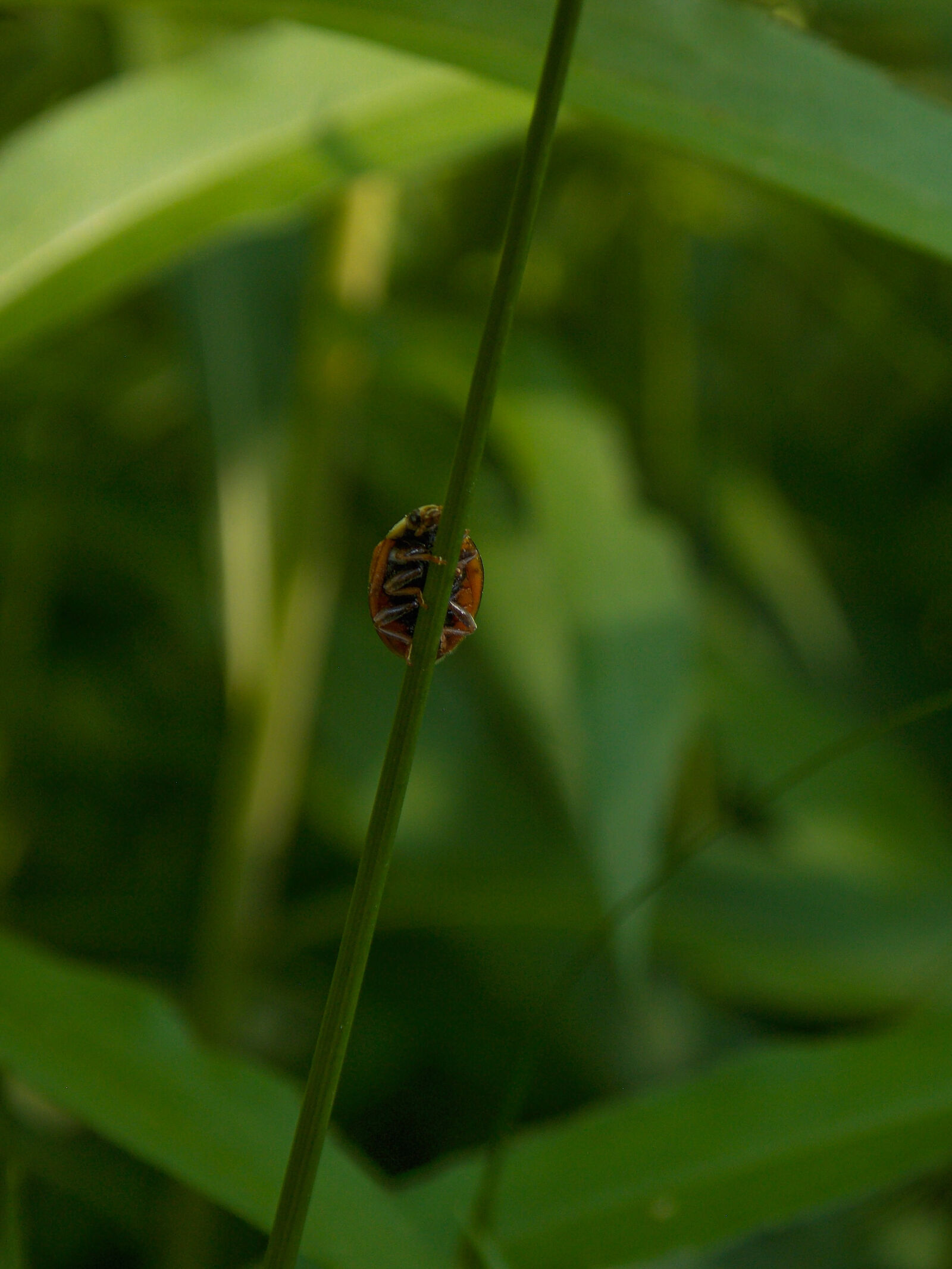 Nikon COOLPIX L320 sample photo