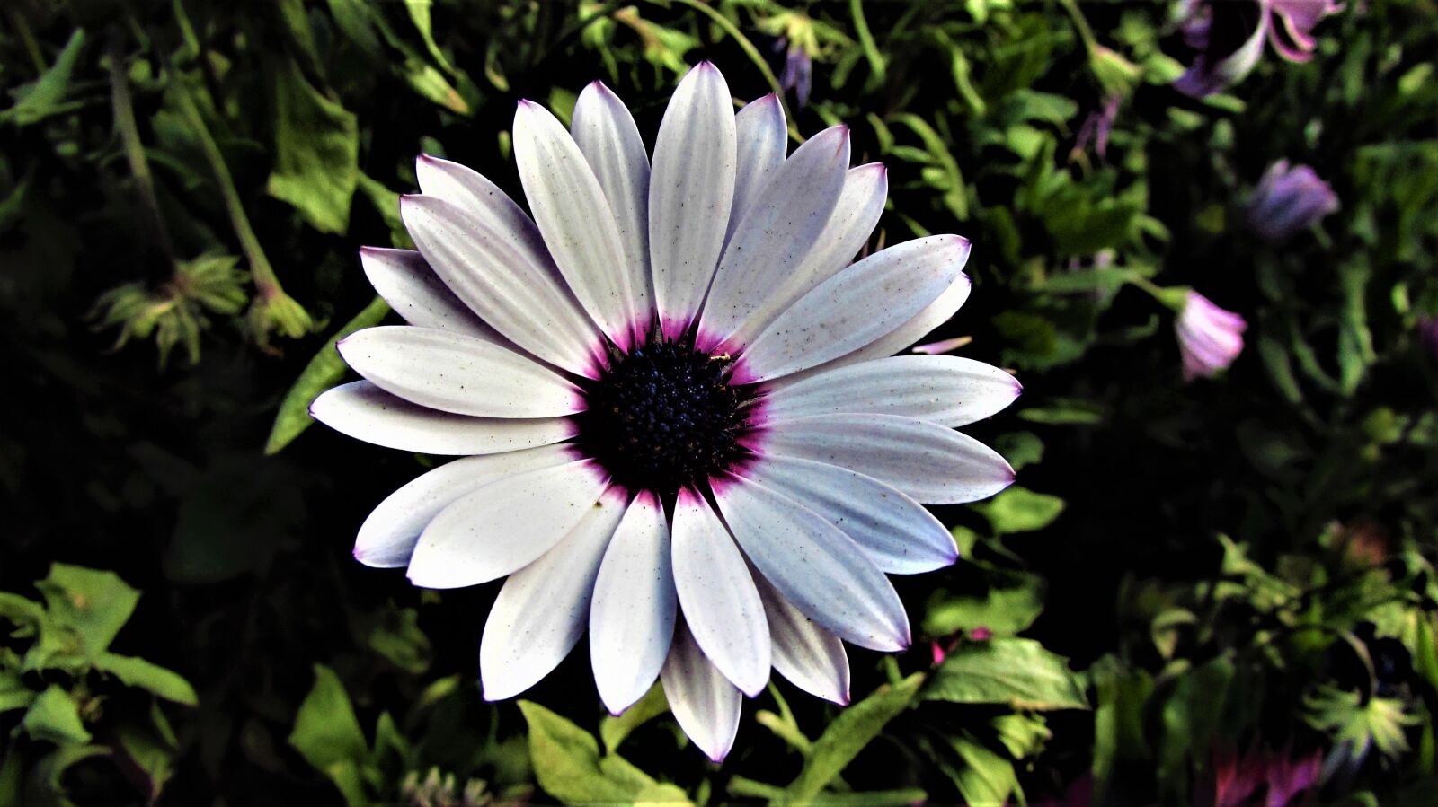 Canon PowerShot SX510 HS sample photo. Flower, plant, nature photography