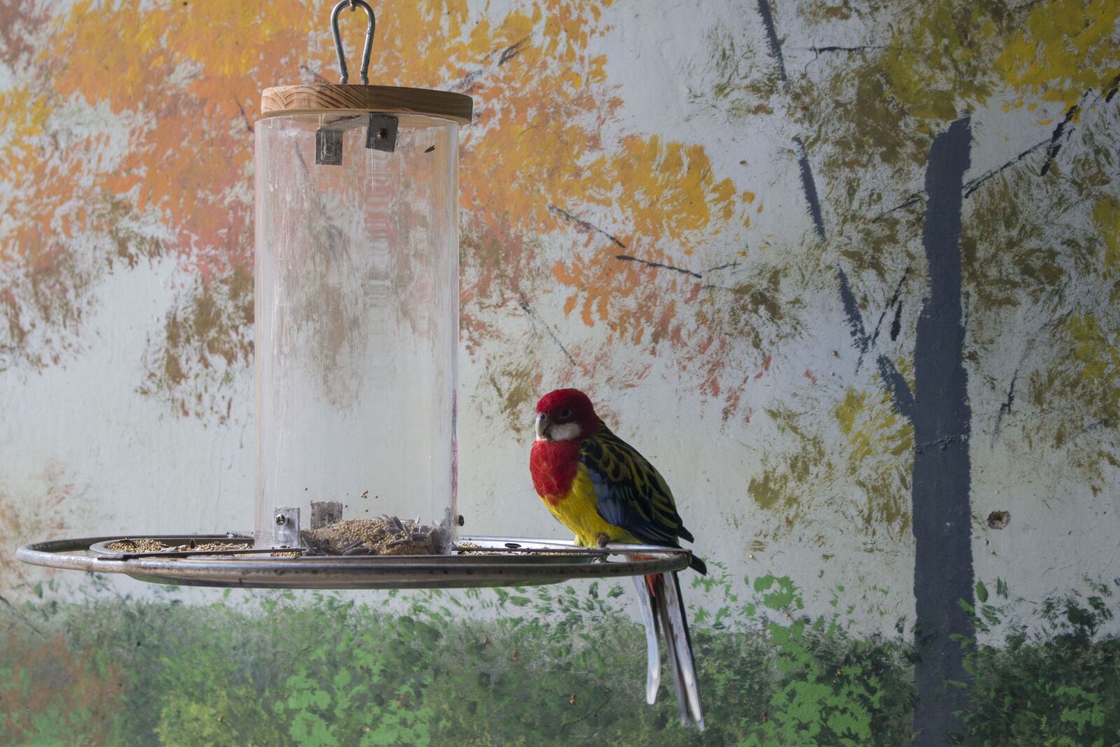 Canon EOS 700D (EOS Rebel T5i / EOS Kiss X7i) sample photo. Animal, parrot, color photography