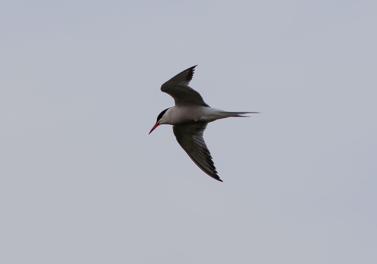 Canon EOS 5D Mark II + Canon EF 300mm F4L IS USM sample photo. Tern, arctic tern, white photography