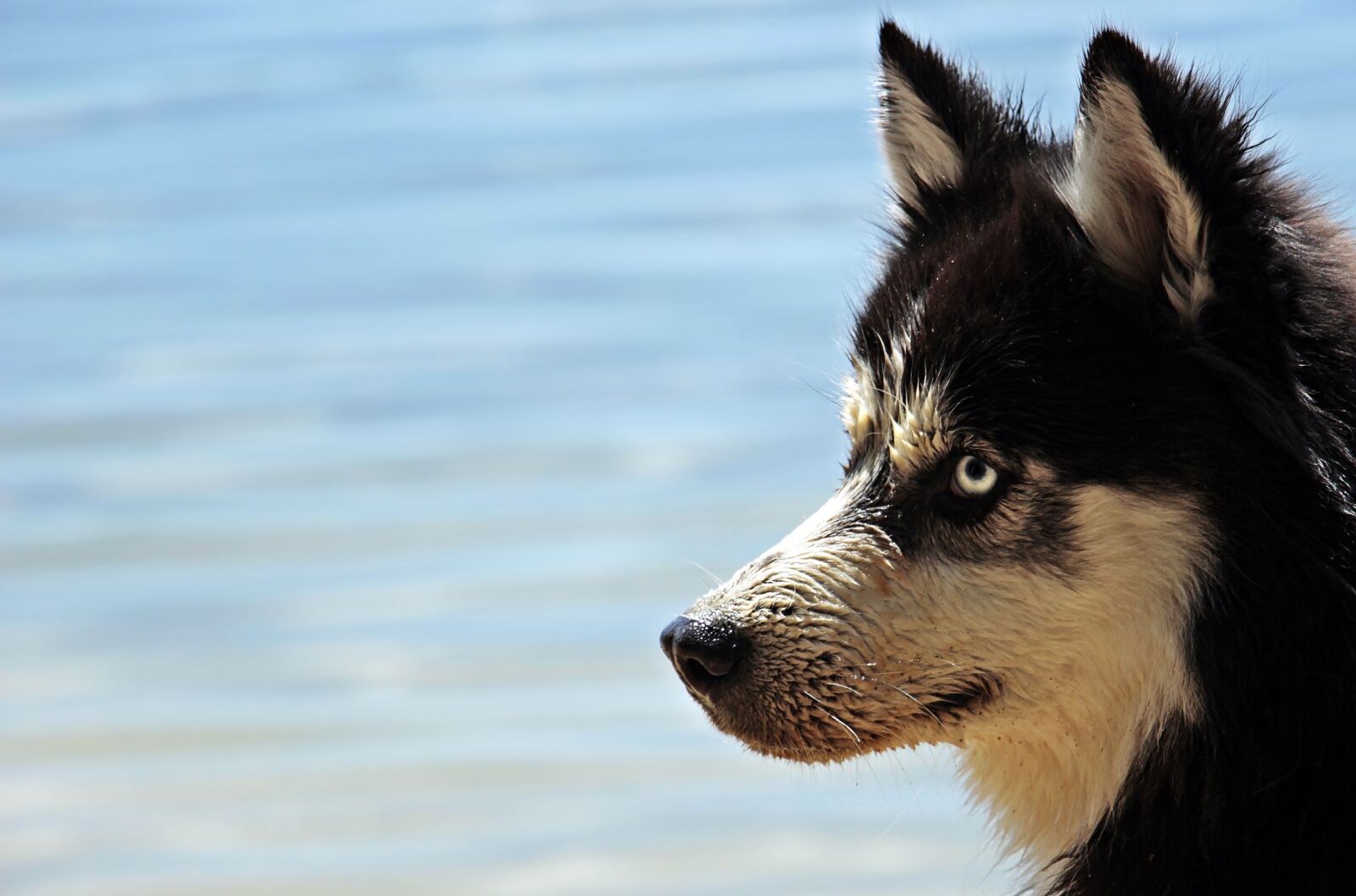Canon EOS 100D (EOS Rebel SL1 / EOS Kiss X7) sample photo. Husky, dog, dog breed photography