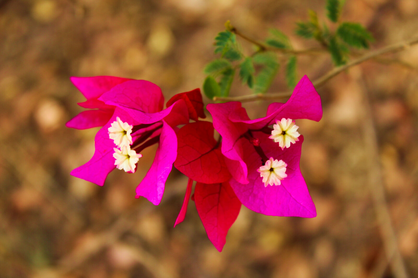 Canon EOS 1200D (EOS Rebel T5 / EOS Kiss X70 / EOS Hi) sample photo. Flower, micro, nature photography
