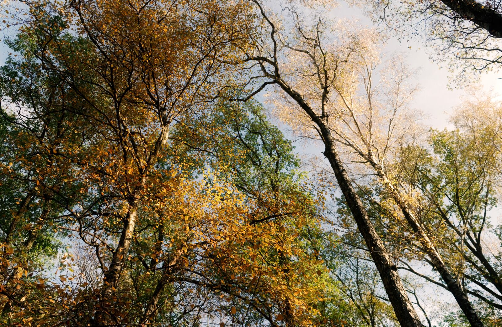 Nikon D3100 sample photo. Trees, forest, nature photography