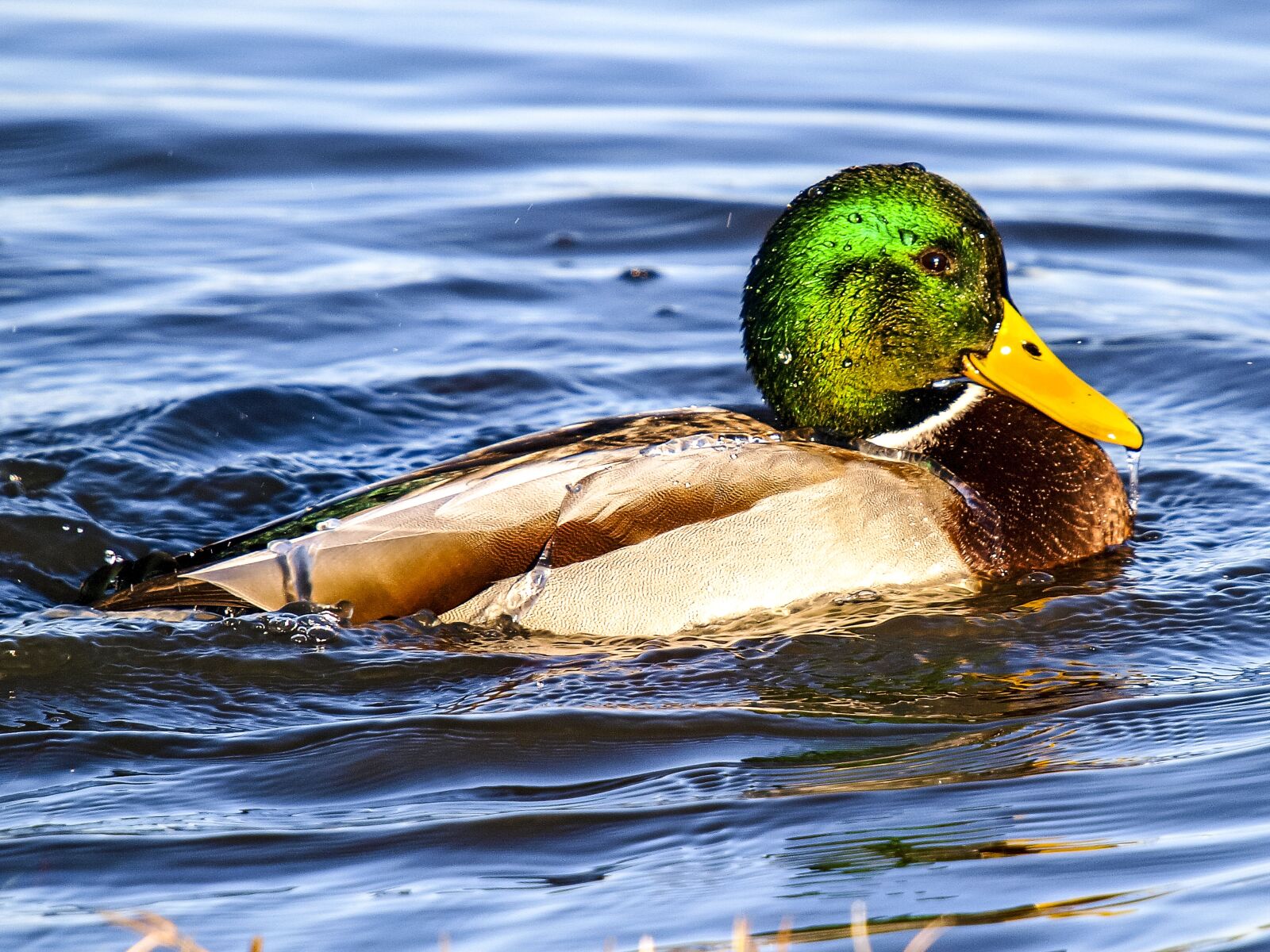 Olympus E-3 sample photo. Mallard, duck, water bird photography