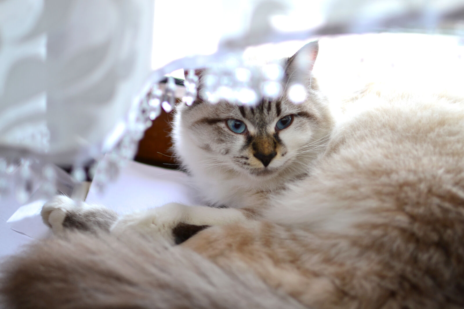 Nikon D3100 + Nikon AF-S DX Nikkor 35mm F1.8G sample photo. Animal, pet, cute, eyes photography
