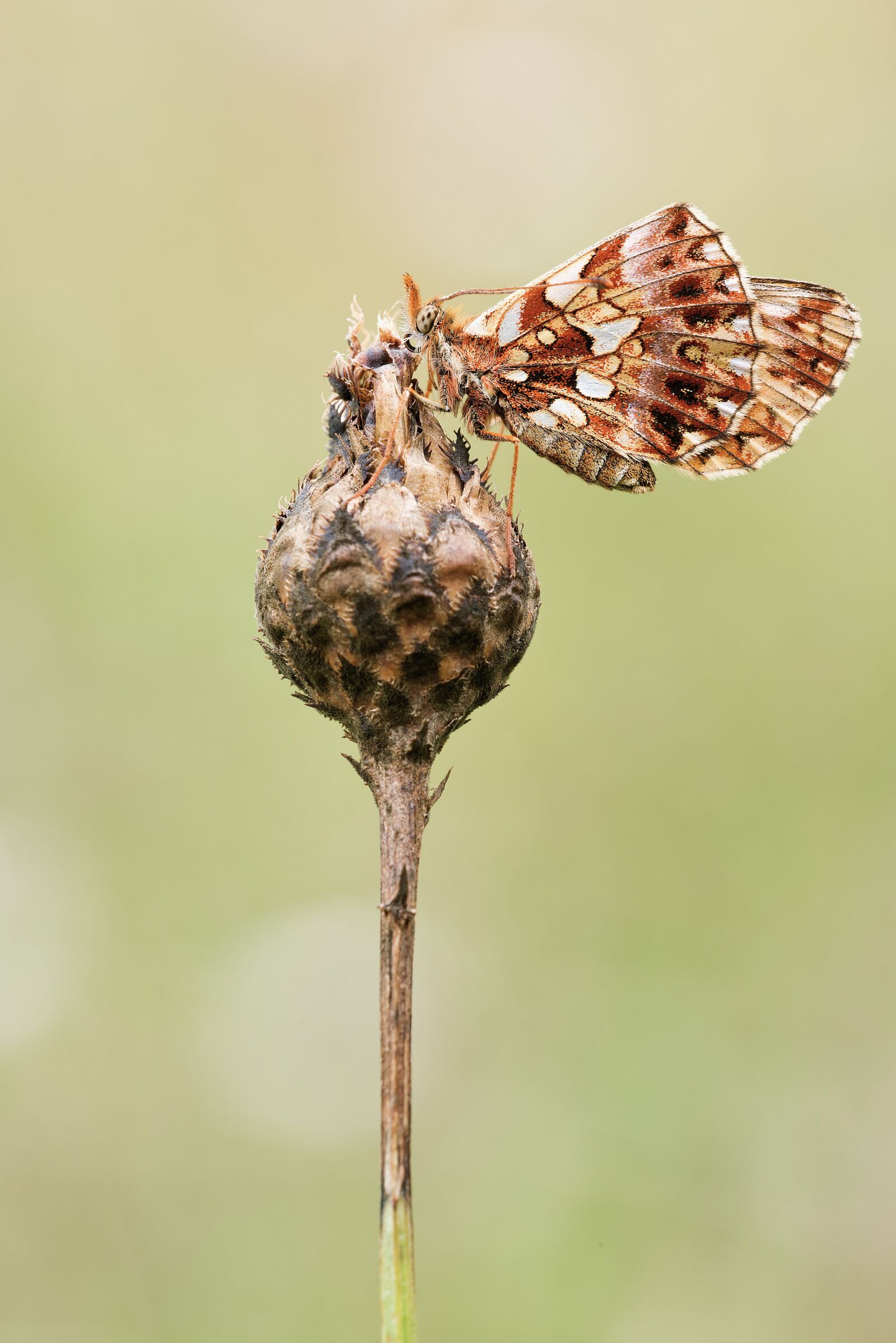 Nikon D750 sample photo. Mother of pearl butterfly photography