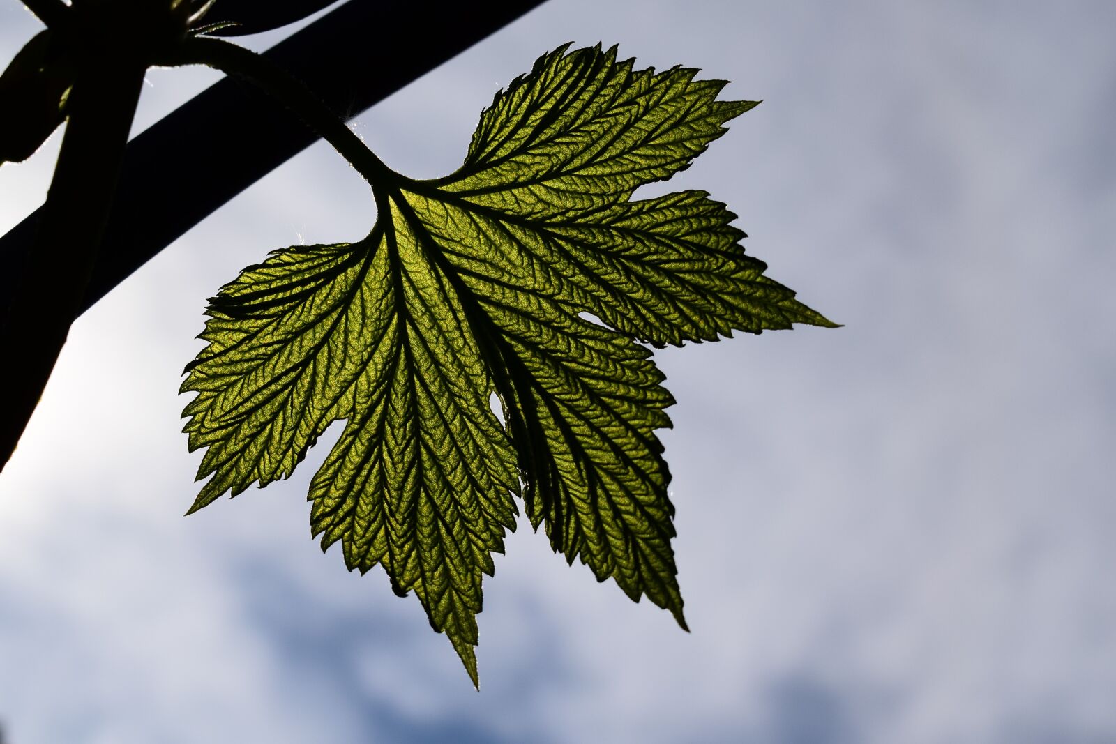 Nikon D3300 sample photo. Leaf, green, silhouette photography