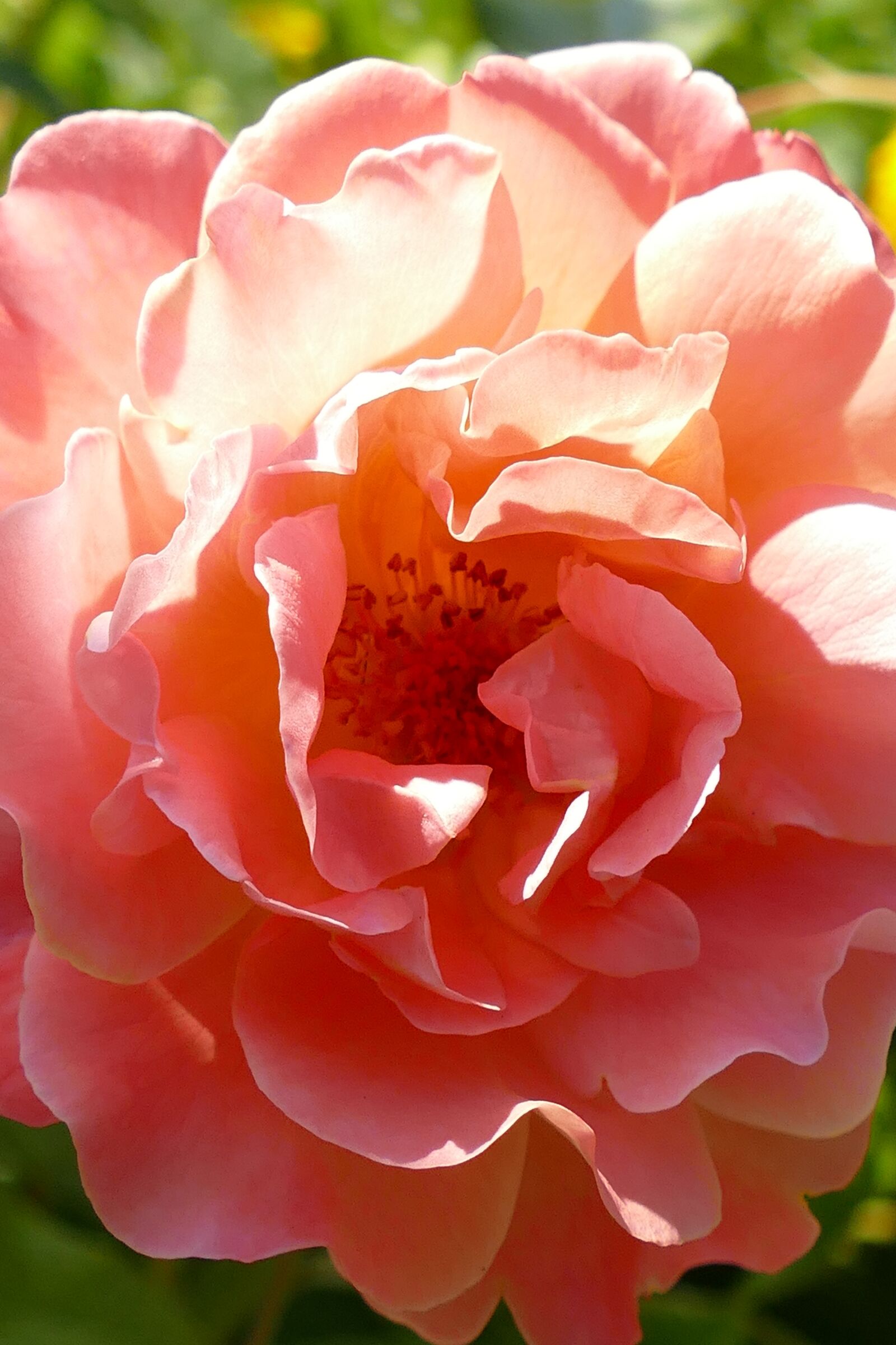 Panasonic Lumix DMC-FZ1000 sample photo. Rose, flower, flora photography
