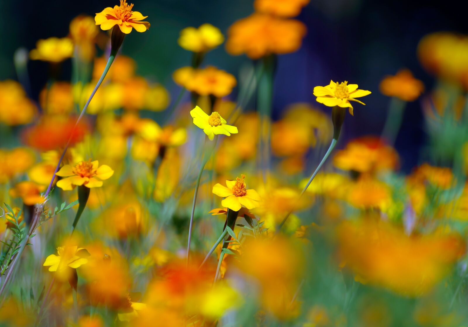 Pentax K-30 sample photo. Flowers, meadow, colorful photography
