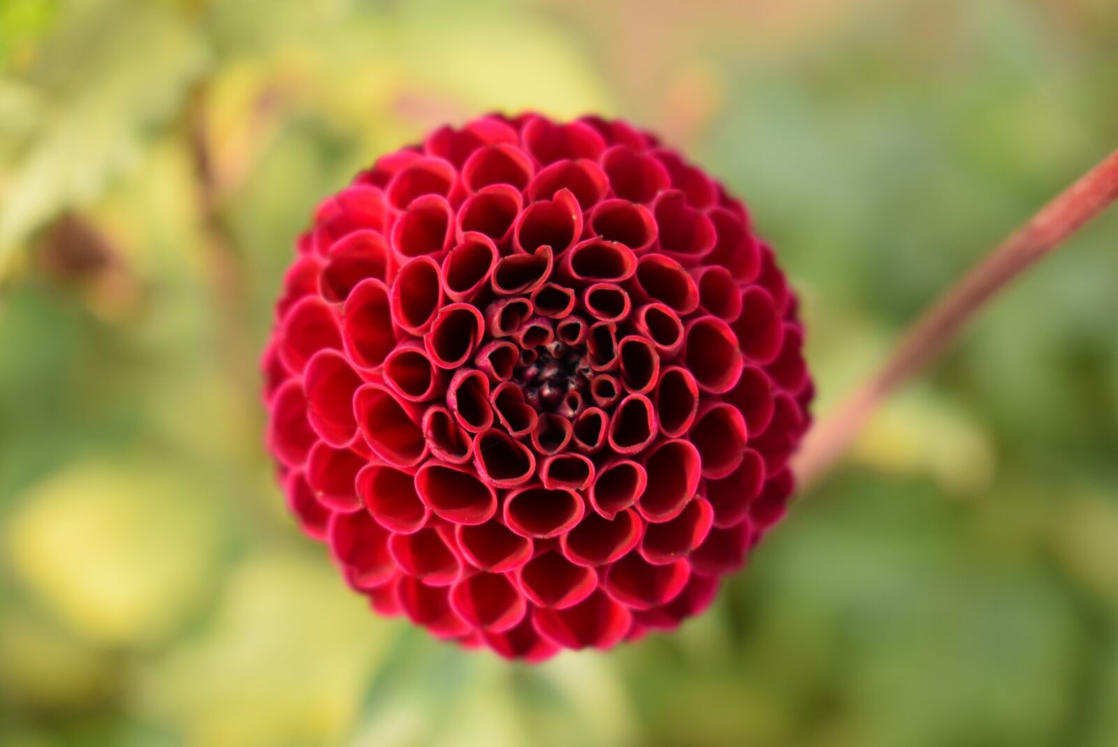 Nikon D3300 sample photo. Nature, dahlia, summer photography
