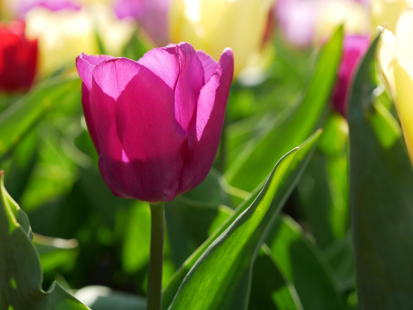 Panasonic Lumix DMC-GX85 (Lumix DMC-GX80 / Lumix DMC-GX7 Mark II) sample photo. Tulips, tulip field, spring photography
