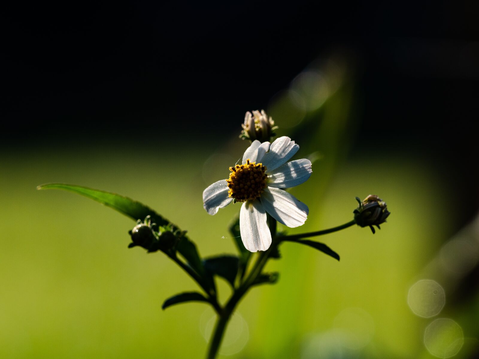 Olympus OM-D E-M1 Mark II + Olympus M.Zuiko Digital ED 40-150mm F2.8 Pro sample photo. Rice, flowers, leaves photography