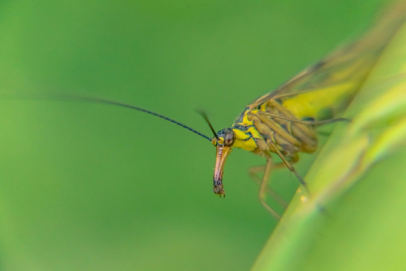 Canon EOS 70D sample photo. Insect, macro, green photography