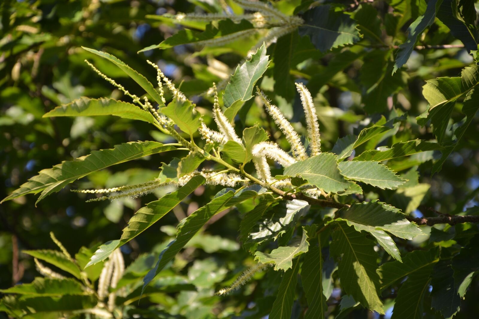 Nikon D5200 sample photo. Oak, flower oak, foliage photography