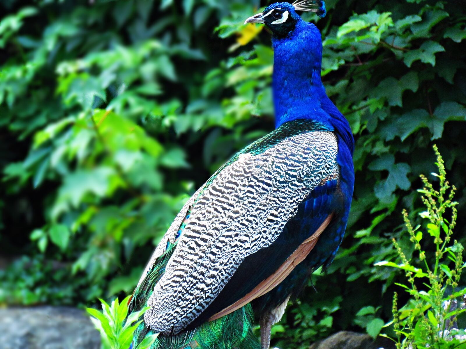 Canon PowerShot SX30 IS sample photo. Bird, birds, peacock photography