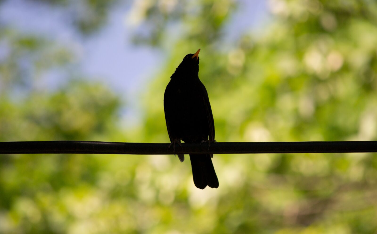 Nikon D3100 sample photo. Blackbird, bird, flowers photography