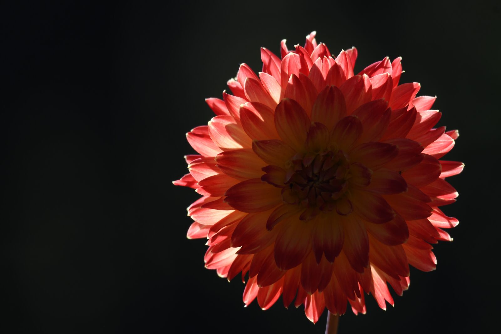 Nikon D500 sample photo. Flower, petals, dahlia photography