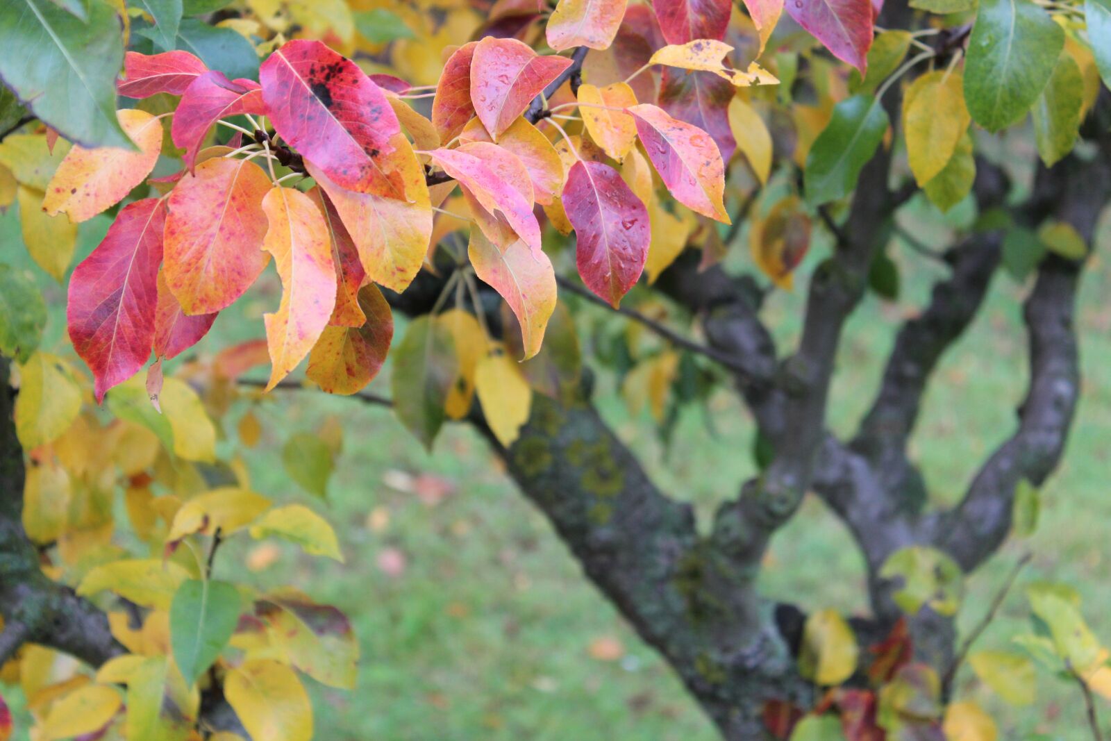 Canon EOS 600D (Rebel EOS T3i / EOS Kiss X5) sample photo. Autumn, leaf, outdoor photography
