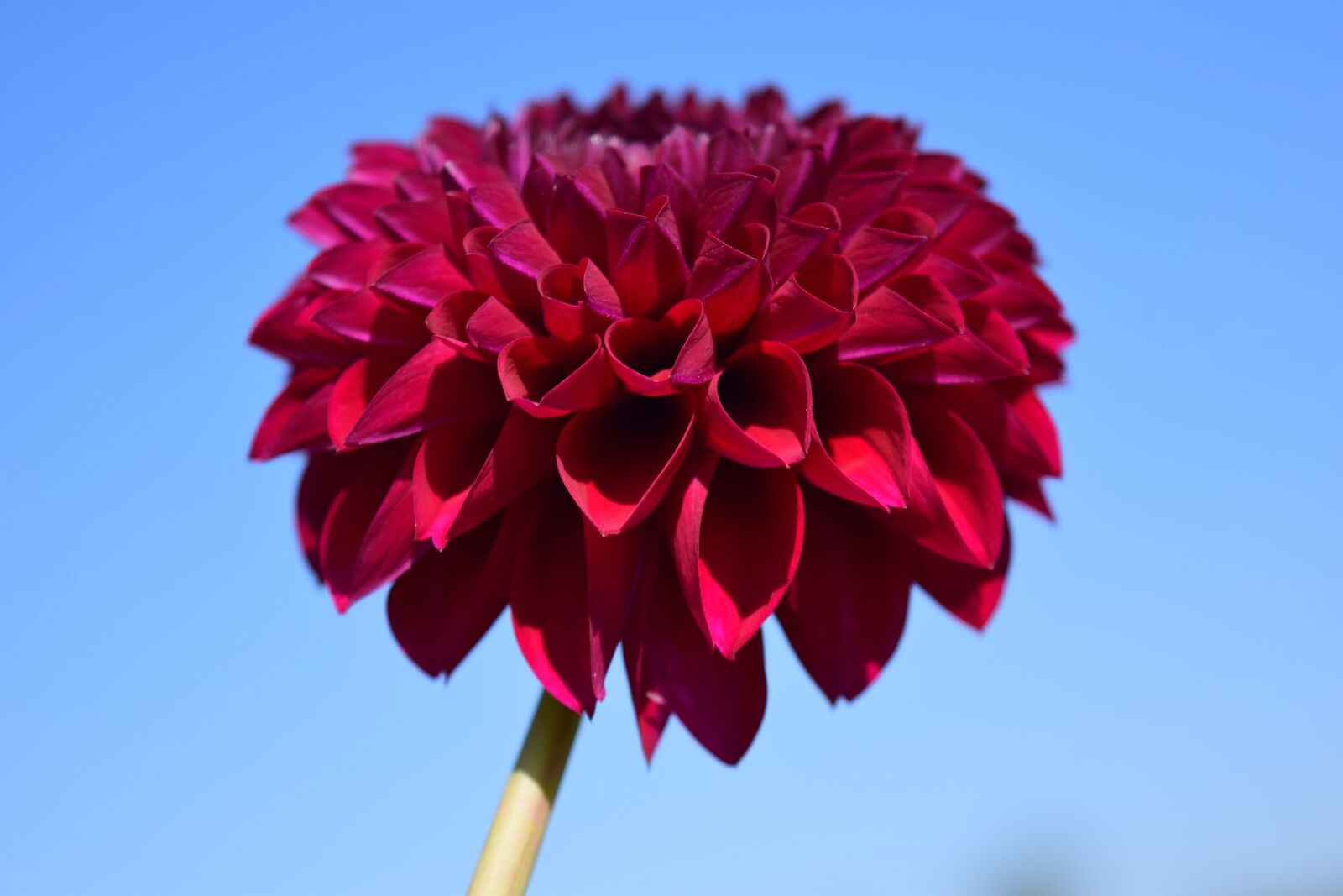 Nikon D3300 sample photo. Dahlia, blossom, bloom photography