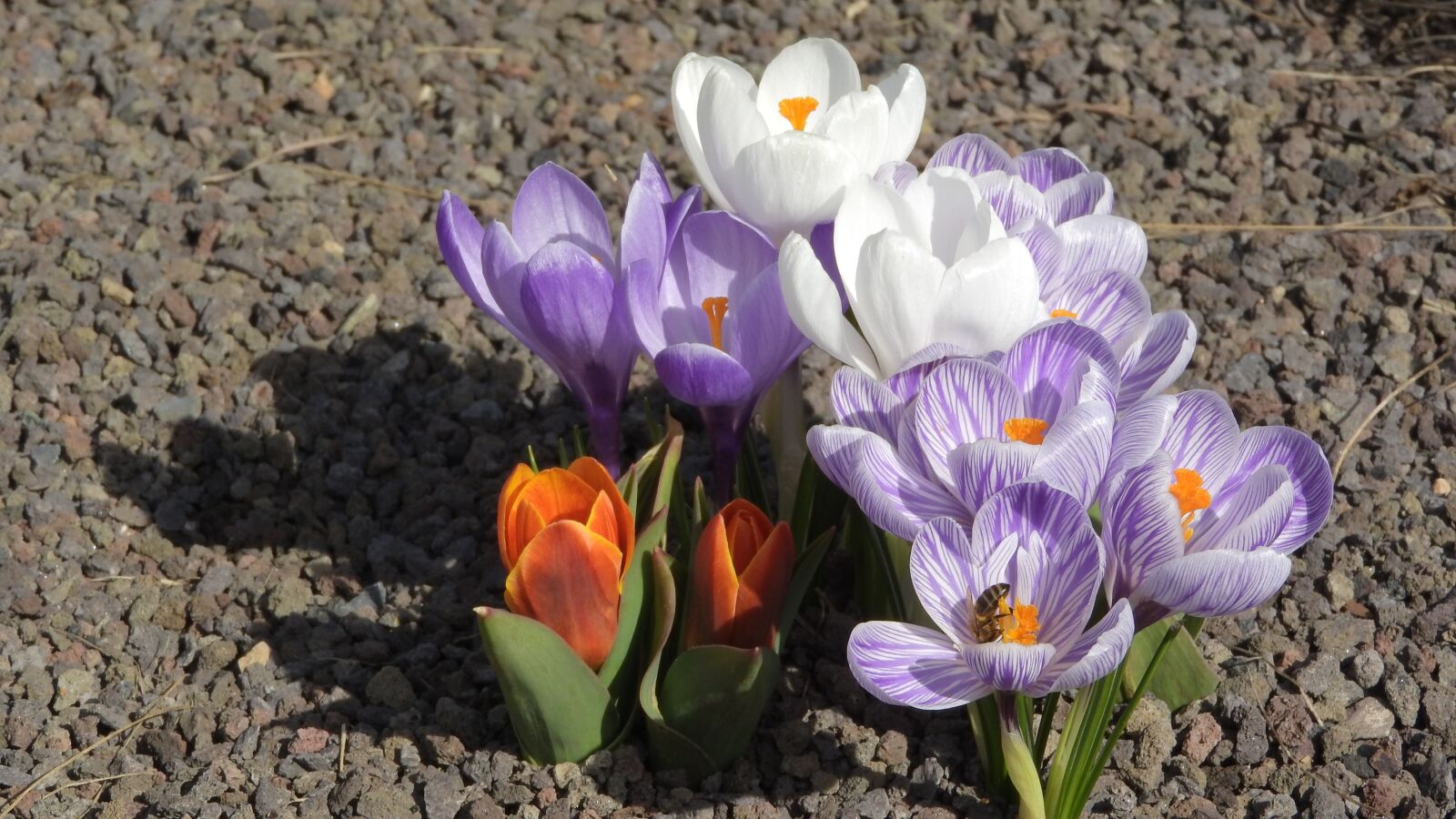 Nikon Coolpix P610 sample photo. Saffron, crocus, flowering afr photography