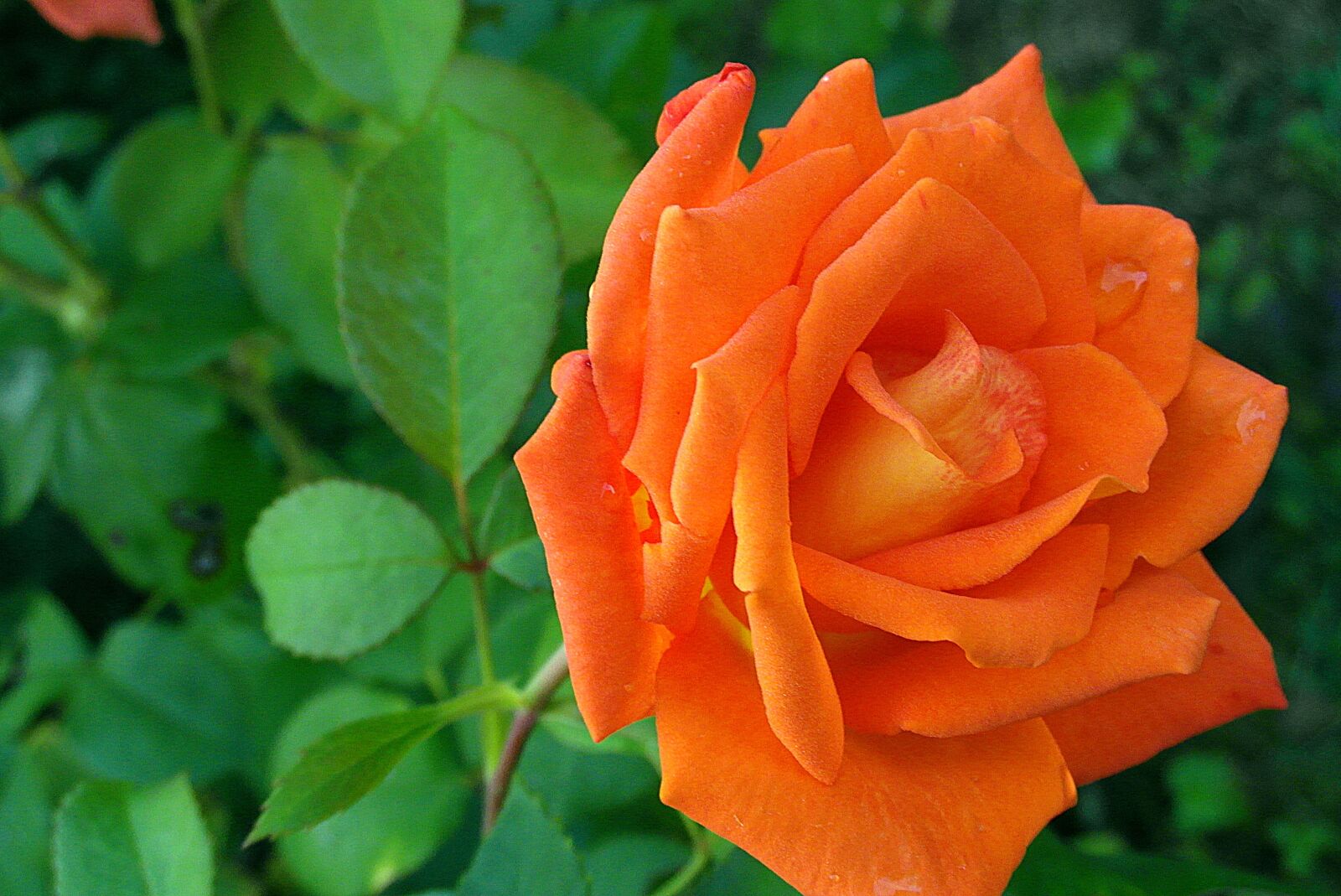 Samsung WB750 sample photo. Rose, flower, orange photography