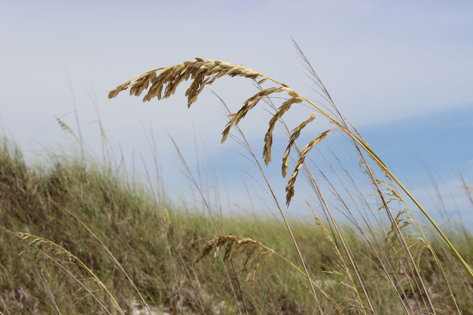 Canon EOS 600D (Rebel EOS T3i / EOS Kiss X5) sample photo. Sea oats, beach, grass photography
