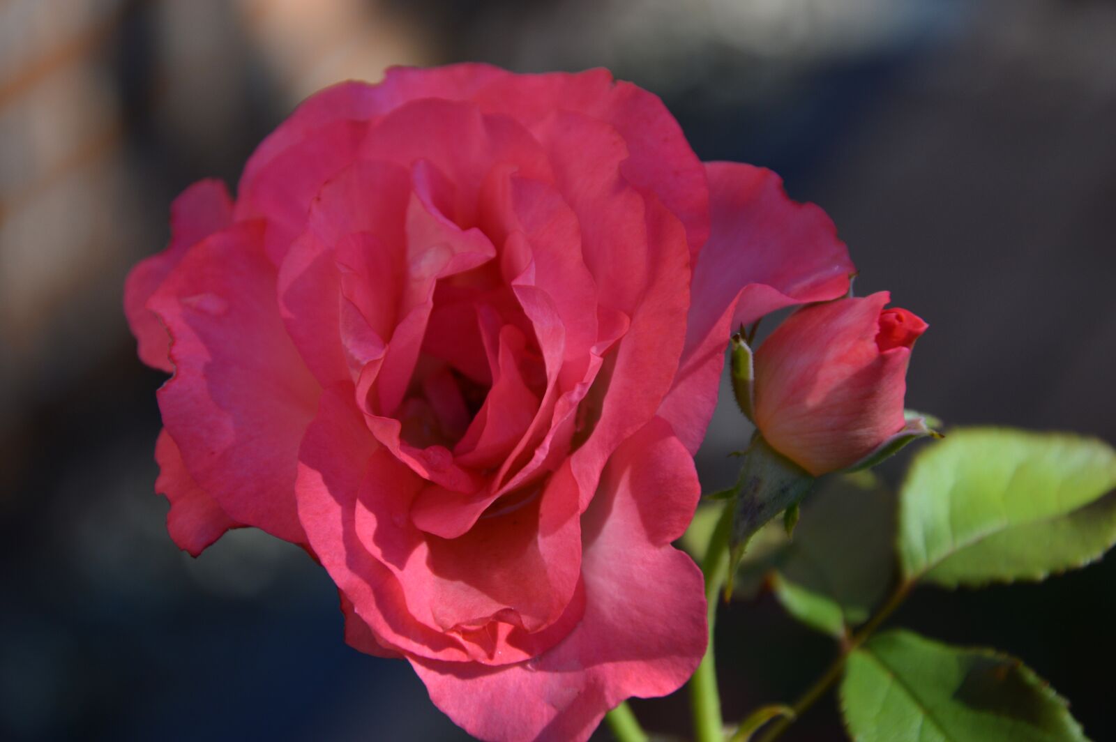 Nikon D3200 sample photo. Rose, flower, bloom photography