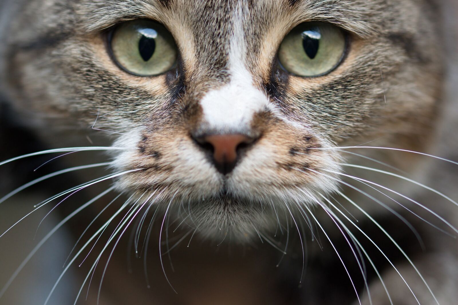 Nikon D5300 sample photo. Cat, in relation to photography