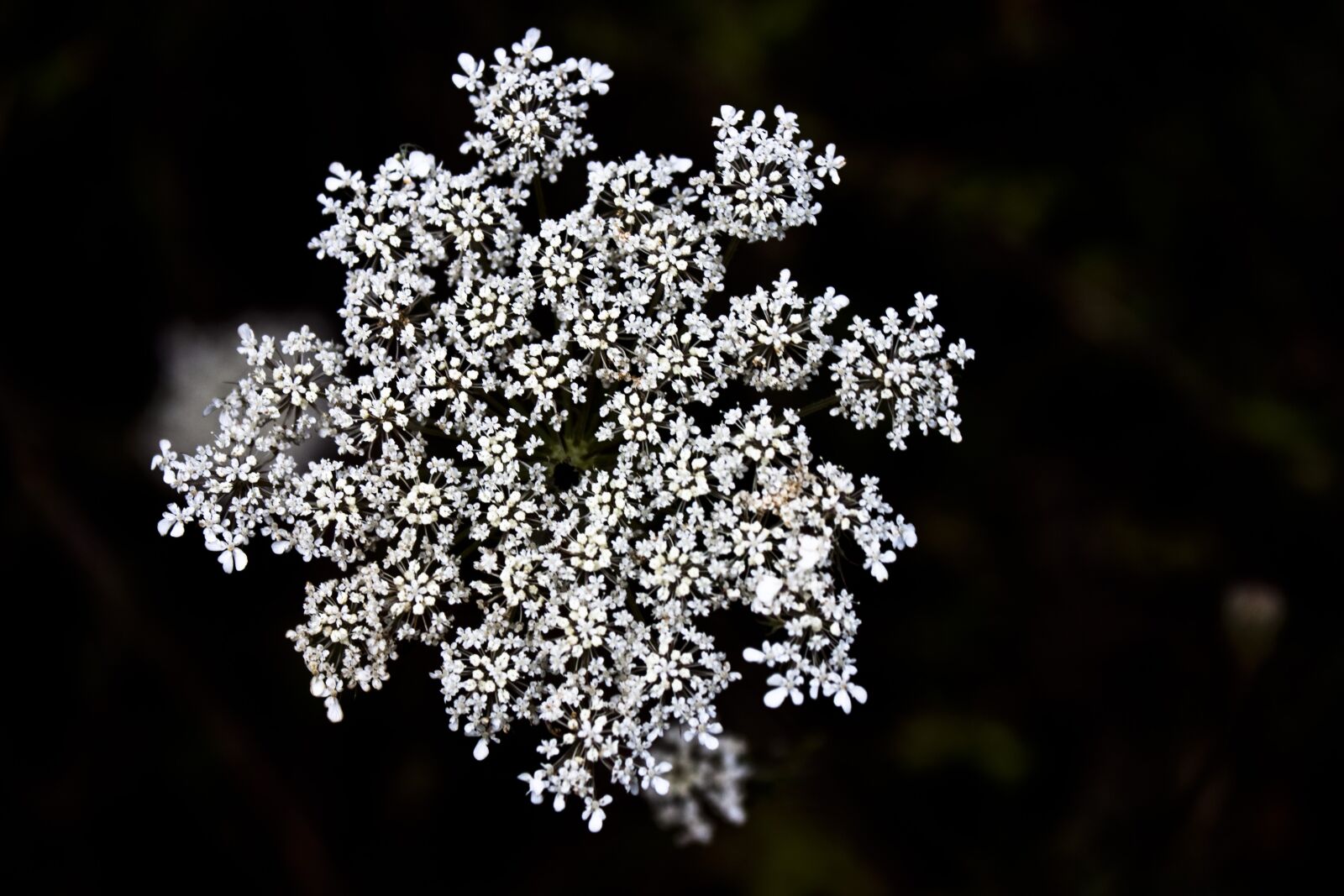 Canon EOS 500D (EOS Rebel T1i / EOS Kiss X3) sample photo. Flower, white, spring photography