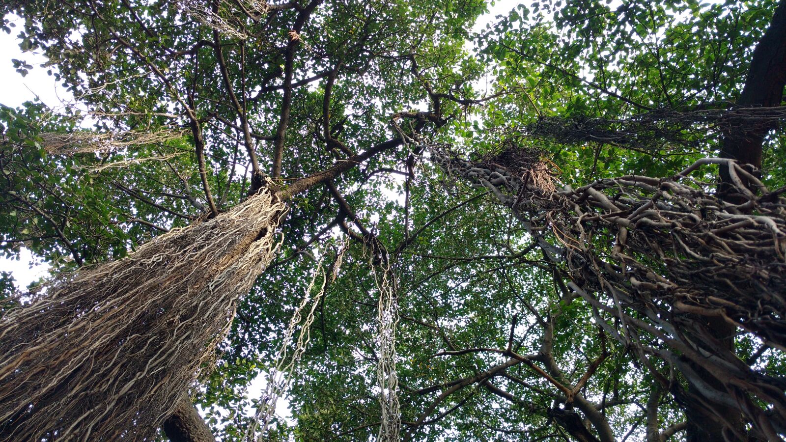 Motorola Moto X Play sample photo. Tree, nature, banyan tree photography