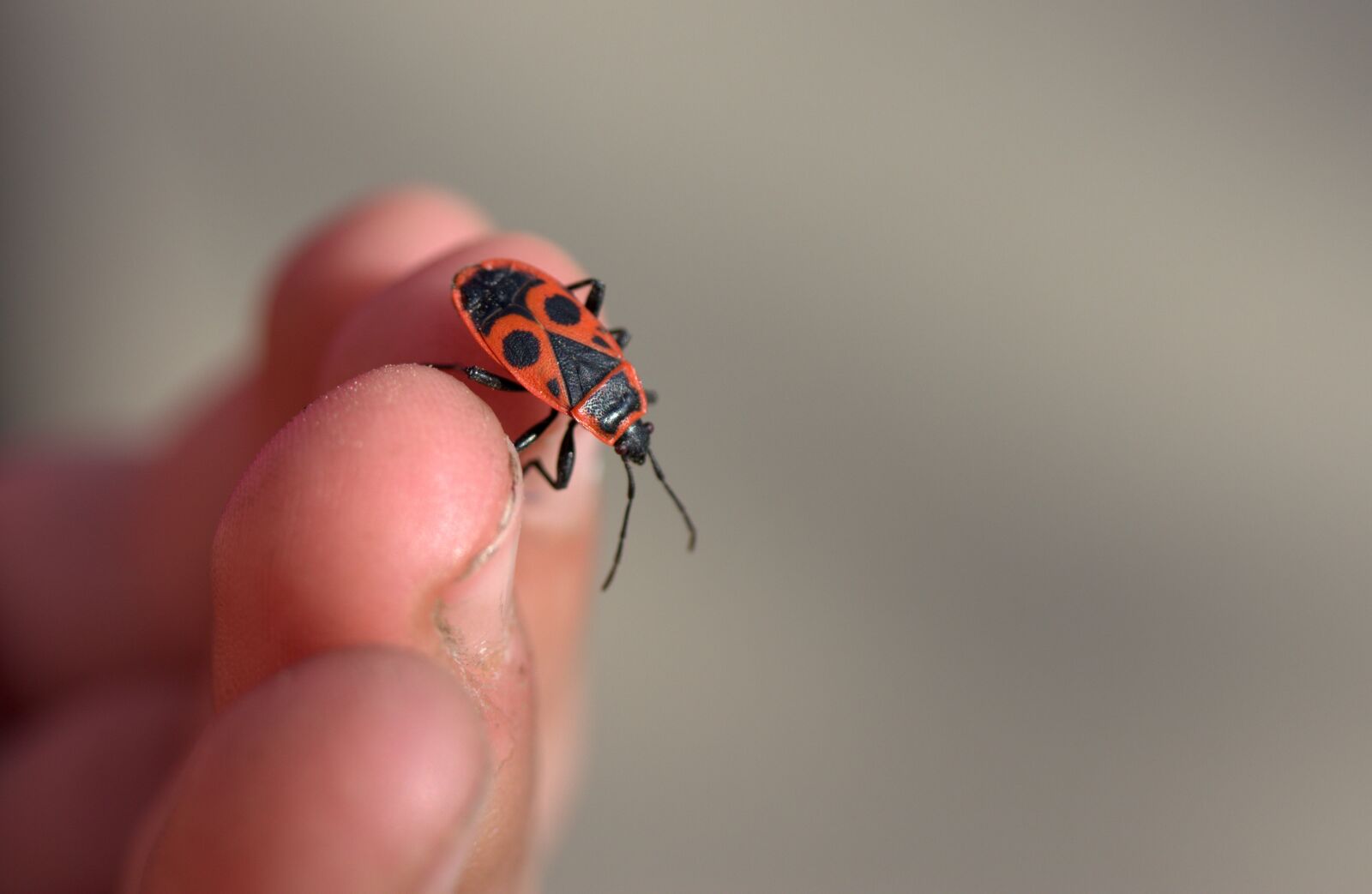 Canon EOS 700D (EOS Rebel T5i / EOS Kiss X7i) sample photo. Insecta, hand, fingers photography