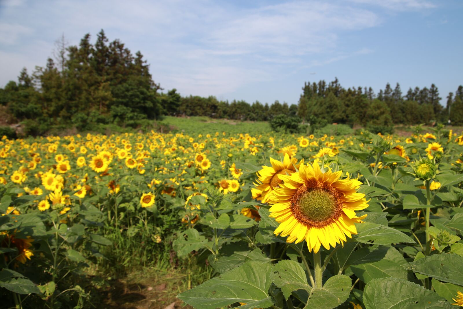 Canon EOS 6D + Canon EF 24-105mm F4L IS USM sample photo. Sunflower, flowers, nature photography