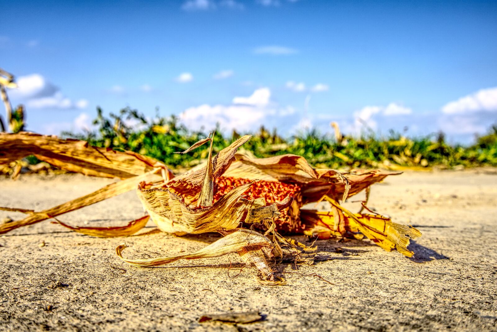 Sony E 16-50mm F3.5-5.6 PZ OSS sample photo. Corn, harvested, corn on photography