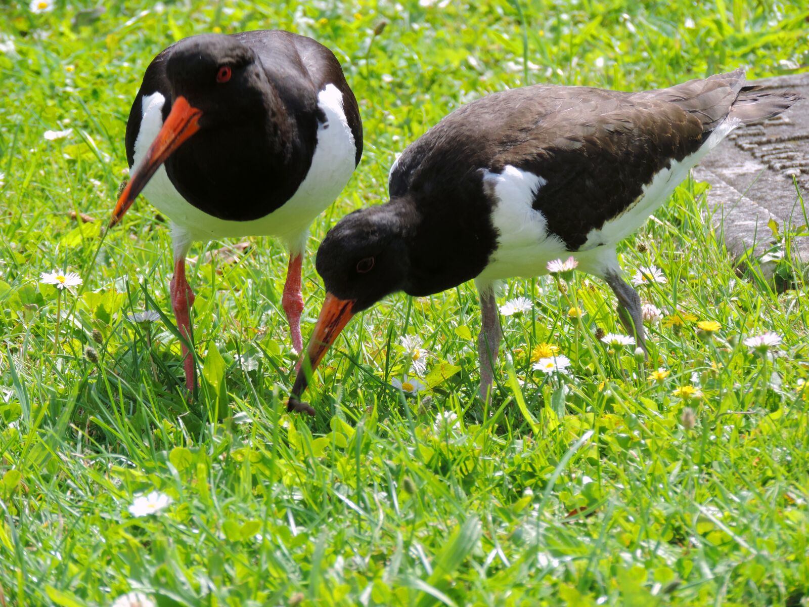 Nikon Coolpix P520 sample photo. Oystercatcher, mother bird, bird photography