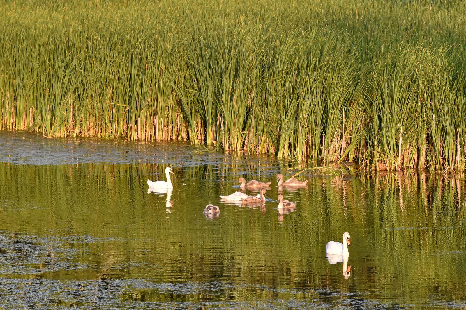 Nikon D5500 sample photo. Bird family, marshland, swamp photography