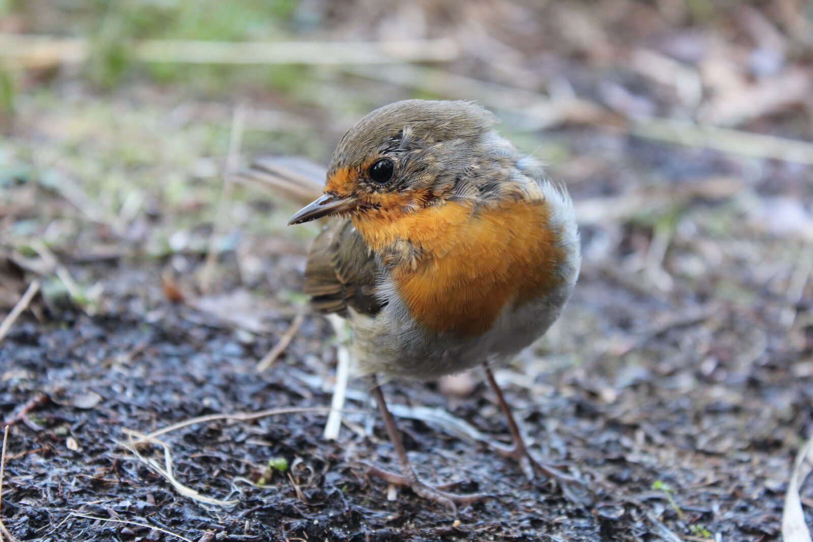 Canon EOS 600D (Rebel EOS T3i / EOS Kiss X5) sample photo. Robin, bird, spring photography