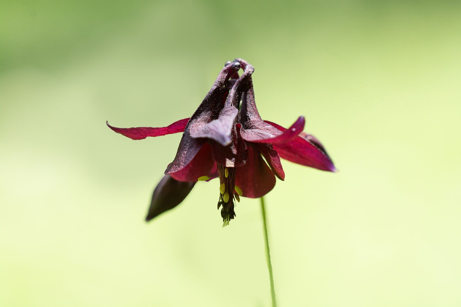 Nikon D7100 sample photo. Columbine, wine red, purple photography