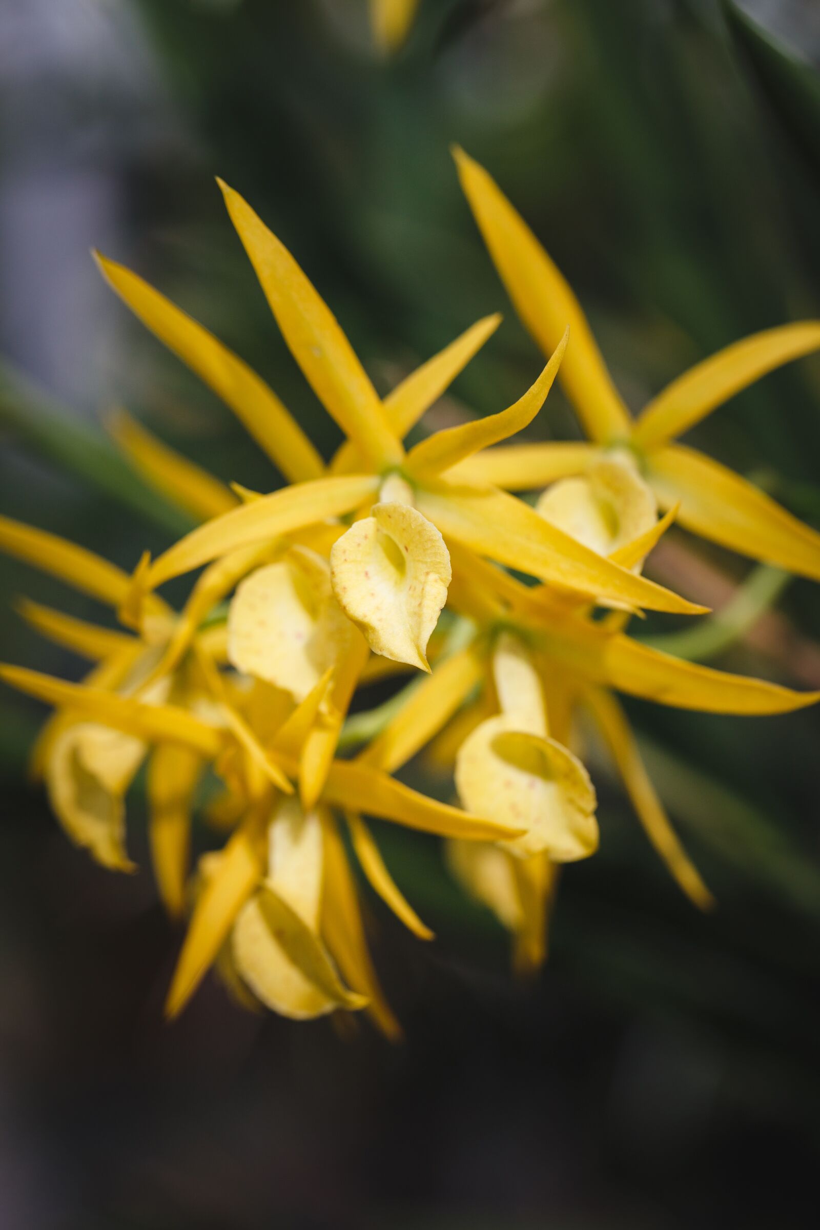 Canon EF 100mm F2.8L Macro IS USM sample photo. Natural pure, fresh, asia photography
