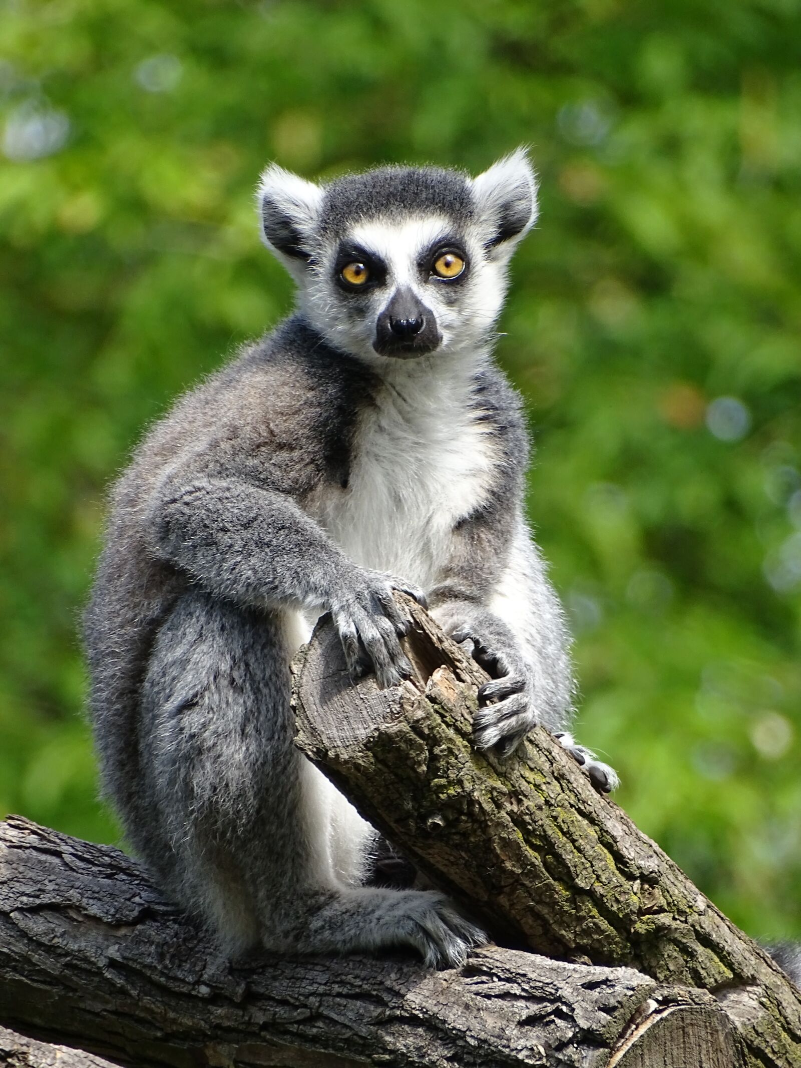 Sony Cyber-shot DSC-HX400V sample photo. Lemur, animal, monkey photography