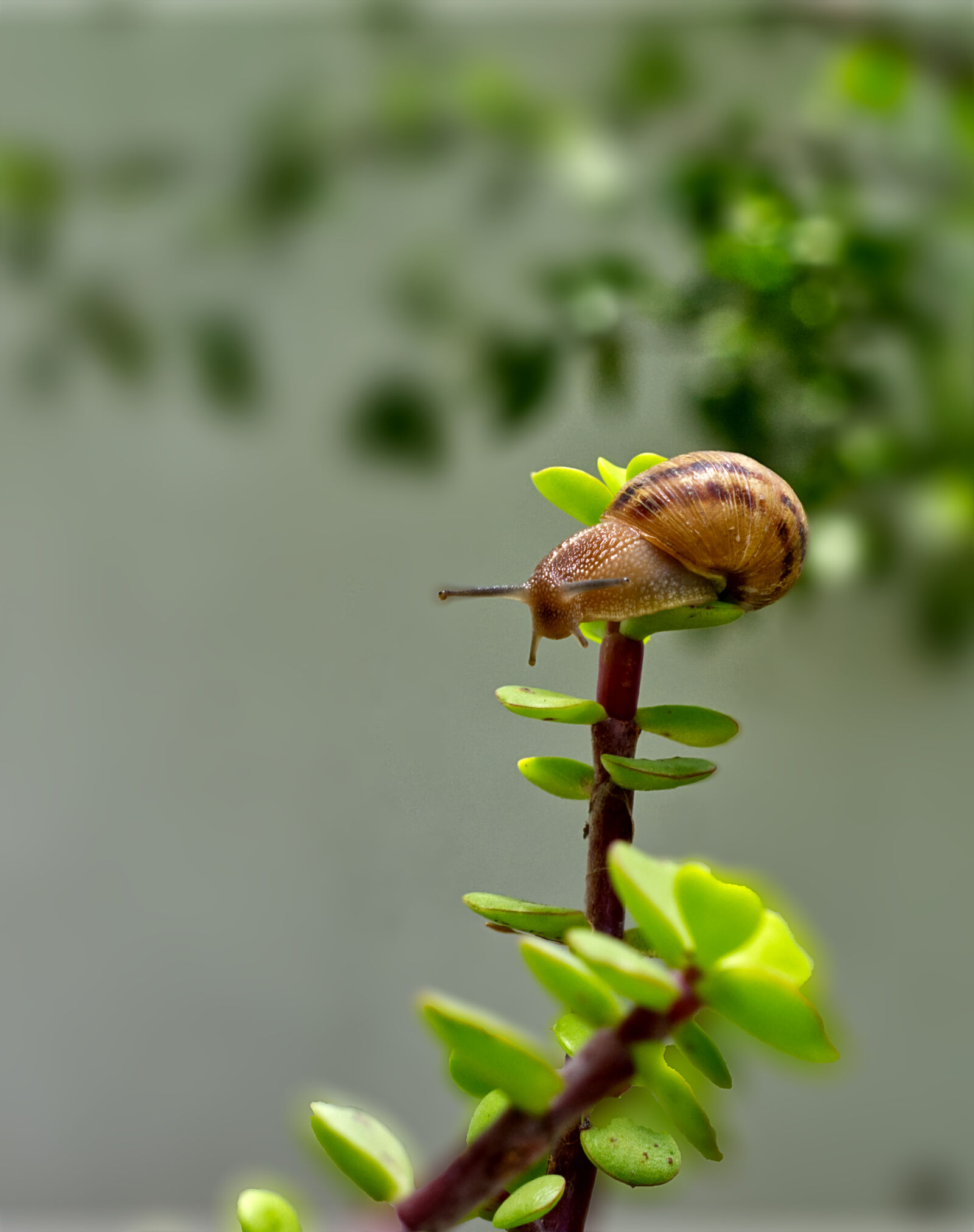 Nikon D7200 sample photo. Caracol serie 3 photography