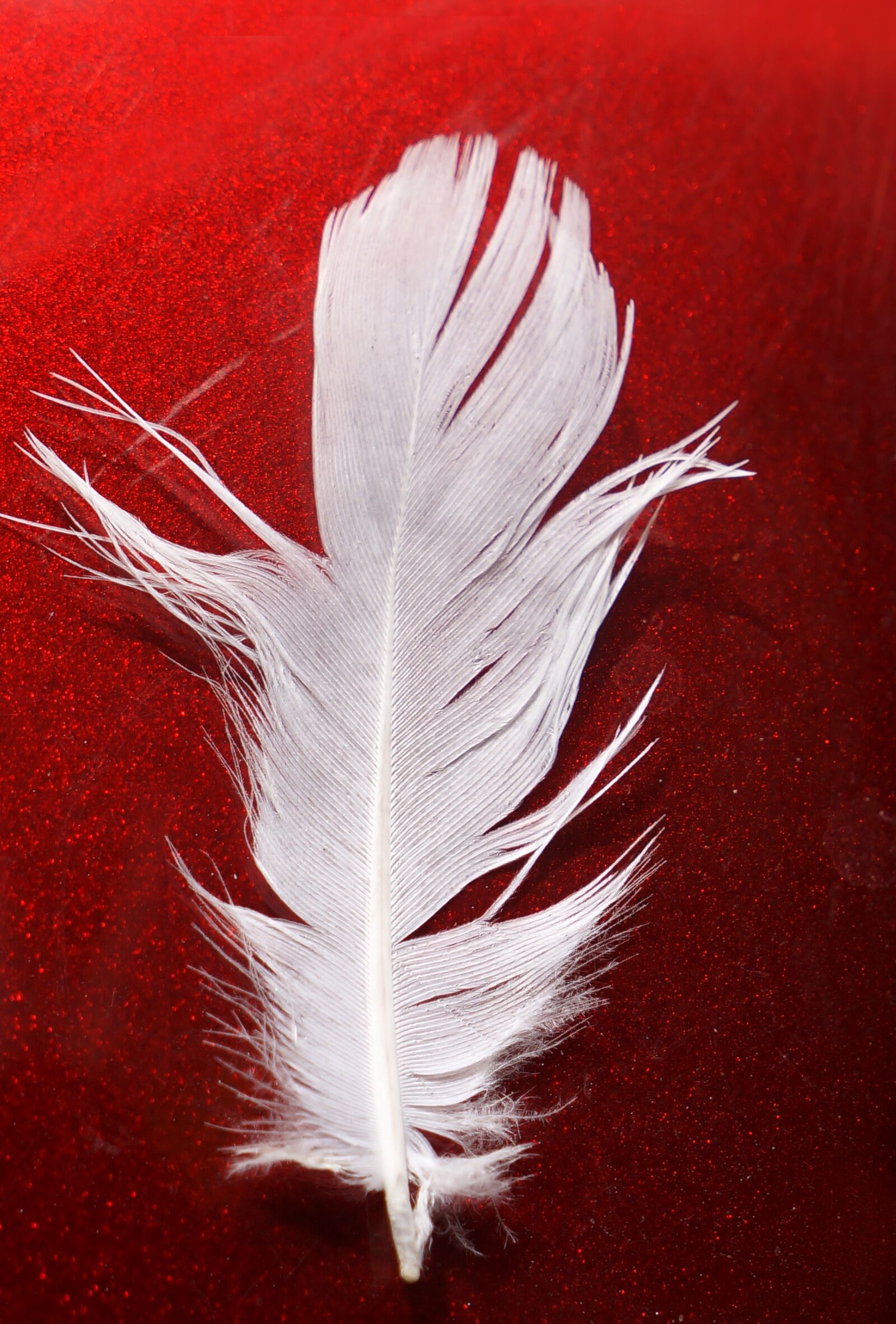 Sony Alpha NEX-F3 + Sony E 18-55mm F3.5-5.6 OSS sample photo. Feather, white, red photography