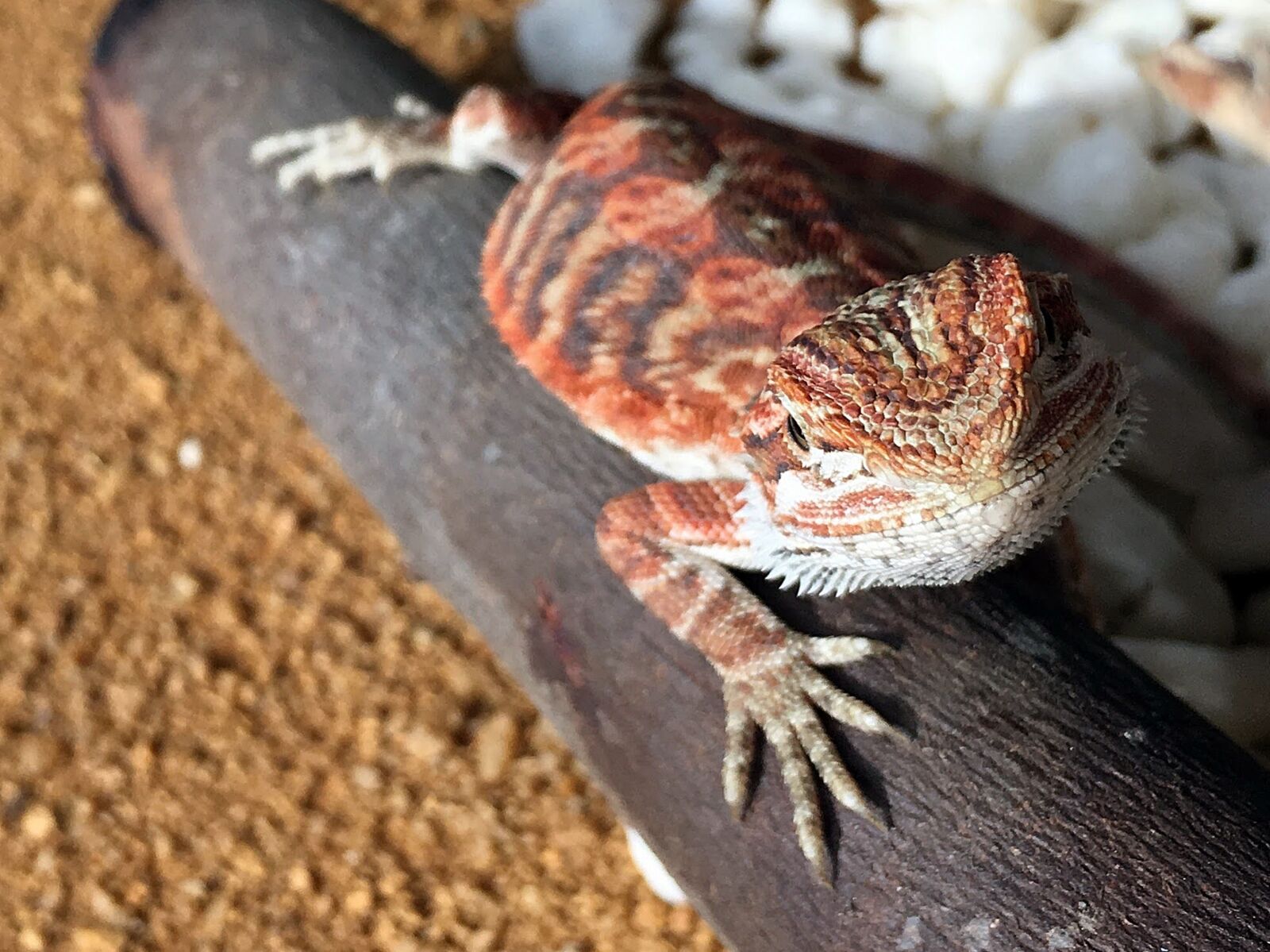 Apple iPhone 6s Plus sample photo. Lizard, aquarium, sand photography