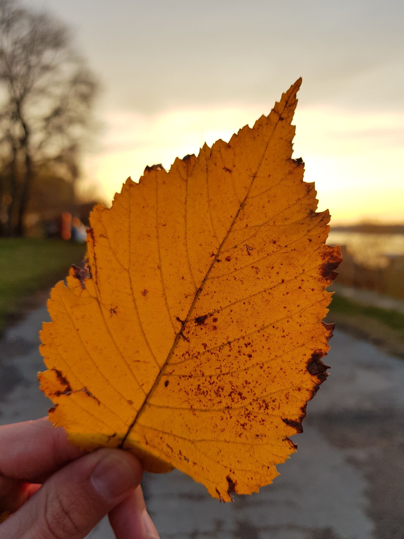 Samsung Galaxy S8 sample photo. Leaf, autumn, forest photography