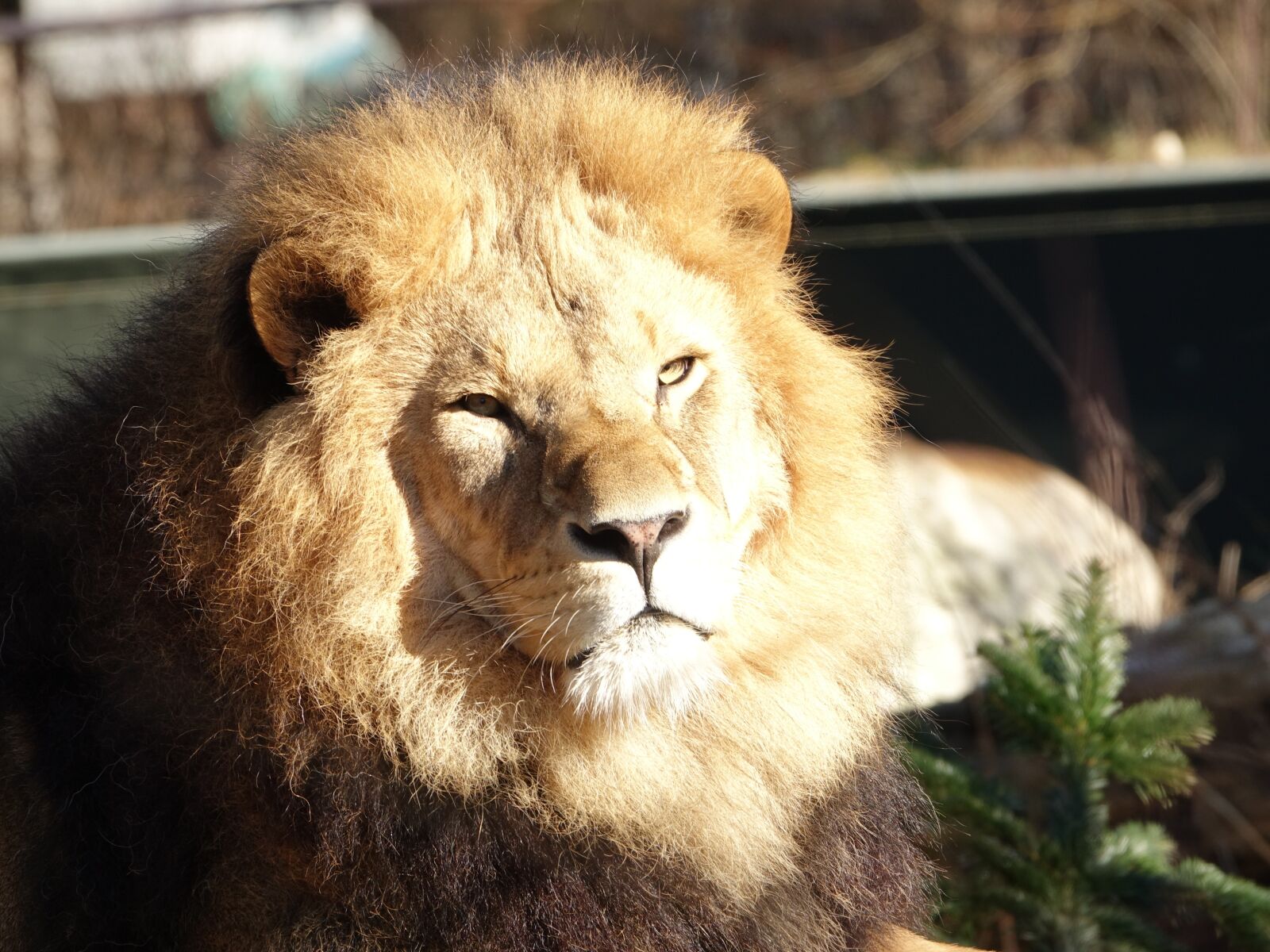 Sony Cyber-shot DSC-RX10 III sample photo. Lion, animal, africa photography