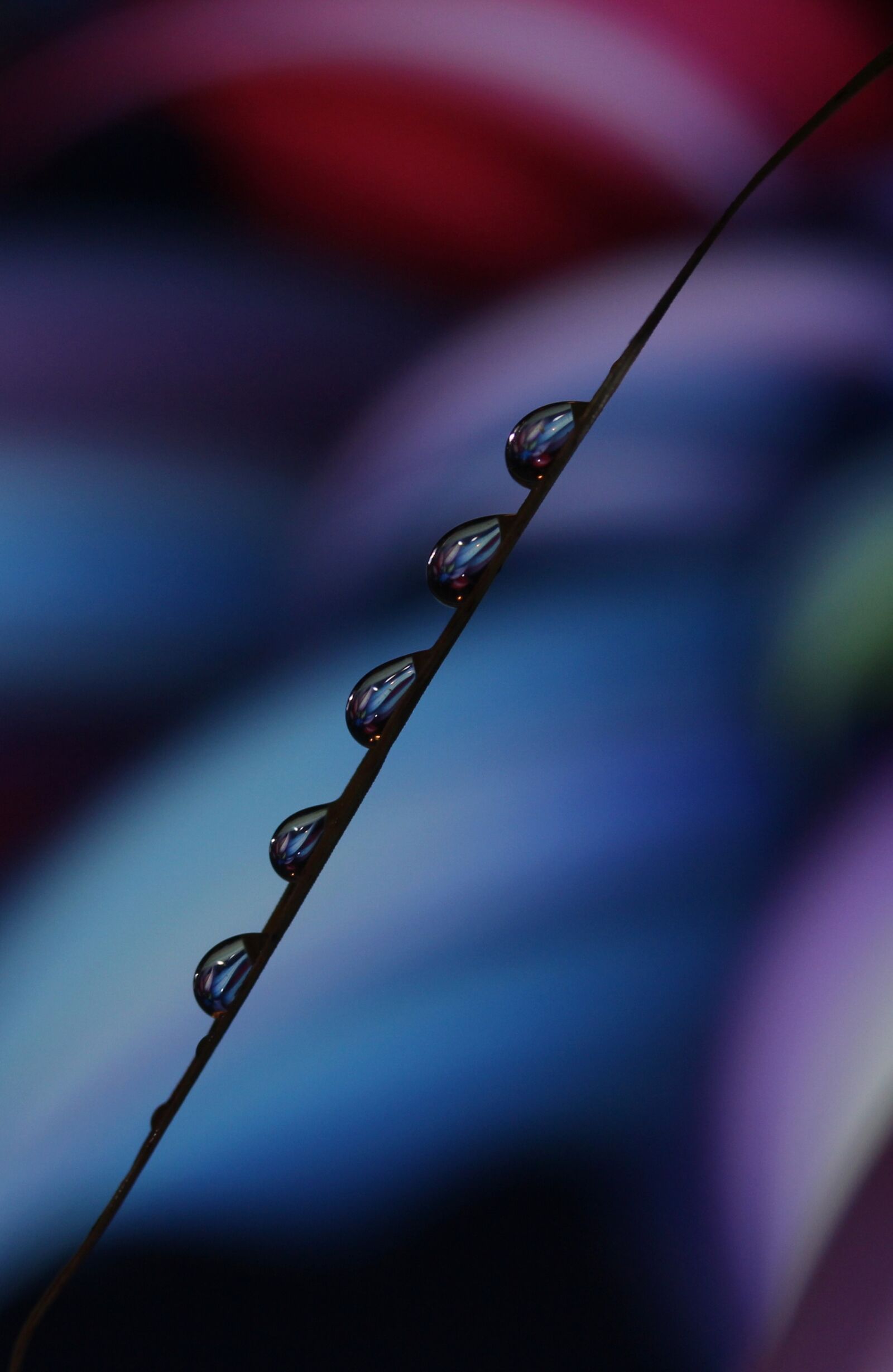 Canon EF-S 60mm F2.8 Macro USM sample photo. Drops, macro, reflection photography